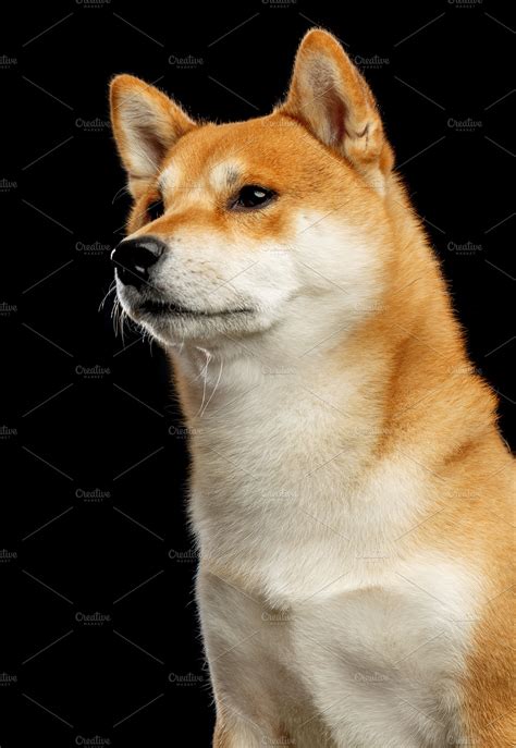 shiba inu photography|4,155 Shiba Inu Dog Stock Photos & High